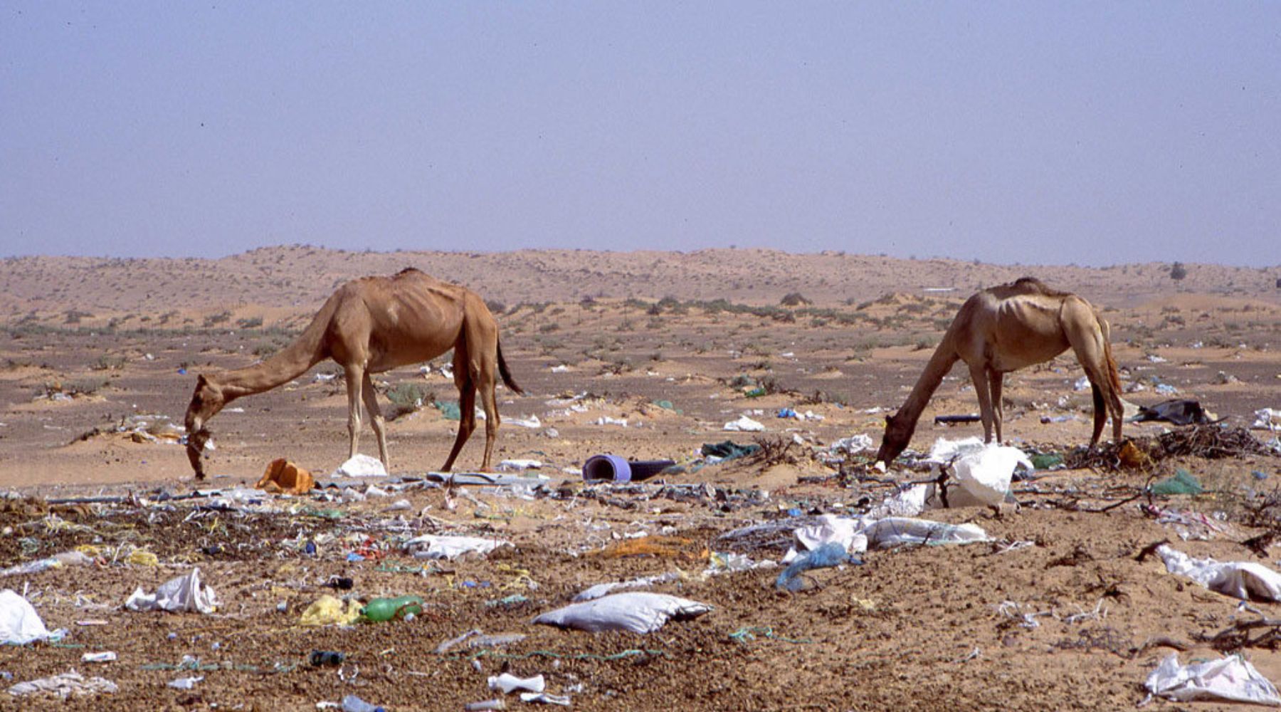 BEEAH's Latest Campaign Raises Awareness on the Impact of Plastic Pollution on Camels